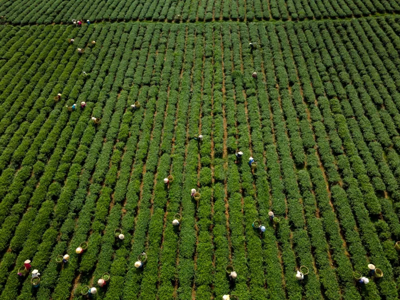 Cut Out the Middleman: Buying Premium Green Tea Straight from Kodaira's Farmers